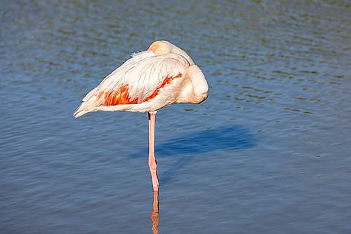 Provence-Alpes-Cote dAzur-France Flamingos at the Ornithological Park of Pont de Gau Art Print